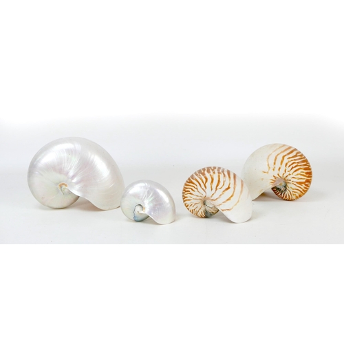 74 - A large pearl nautilus shell, 22 by 11 by 17cm, together with three other smaller nautilus shells an... 