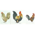 Anne Smart (British, 20th century): a group of three painting of chickens/cockerels, 'Fine Feathers'... 