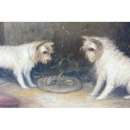 98 - George Armfield (British, 1808-1884): 'Tantilisation', depicting two white terriers in an outbuildin... 