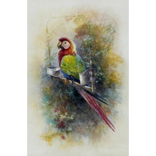 53 - William E. Powell (British, 1878-1955): a parrot resting on its perch, depicting a red-and-green mac... 