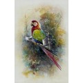 William E. Powell (British, 1878-1955): a parrot resting on its perch, depicting a red-and-green mac... 