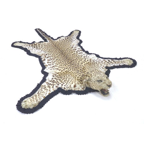 An Indian Leopard (Panthera Pardus Fusca), circa 1920s, an adult skin with head mounted upon black felt backing material, by Van Ingen & Van Ingen of Mysore, with label to verso, 166 by 249 by 19.5cm.