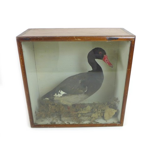 48 - A taxidermy study of a black duck, on naturalistic base, in case, 44.5 by 18.5 by 43cm.