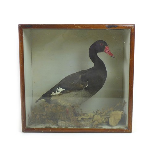 48 - A taxidermy study of a black duck, on naturalistic base, in case, 44.5 by 18.5 by 43cm.