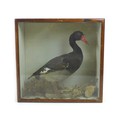 A taxidermy study of a black duck, on naturalistic base, in case, 44.5 by 18.5 by 43cm.