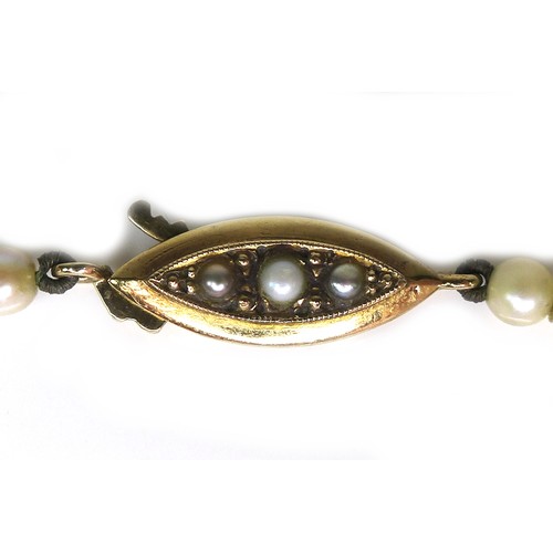 264 - A cultured pearl necklace with 9ct gold clasp, the pearls graduated, 40cm long excluding clasp, the ... 