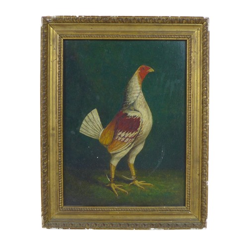 194 - British School (early 19th century): three avian portraits, each depicting fighting cocks, one title... 