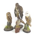 Taxidermy: a group of four stuffed birds, each mounted on naturalistic stump, comprising a sparrow h... 