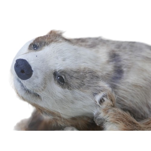 129 - Taxidermy: an adult badger, with perspex case, 67 by 52 by 4cm high overall.