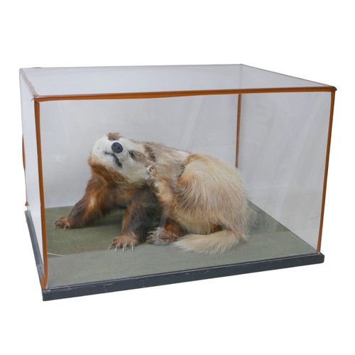 129 - Taxidermy: an adult badger, with perspex case, 67 by 52 by 4cm high overall.