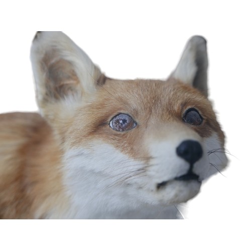 130 - Taxidermy: an adult fox, with perspex case, 93 by 47.5 by 56.5cm high overall.