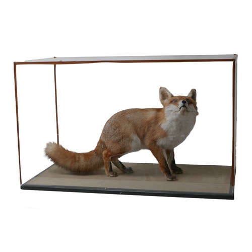 130 - Taxidermy: an adult fox, with perspex case, 93 by 47.5 by 56.5cm high overall.