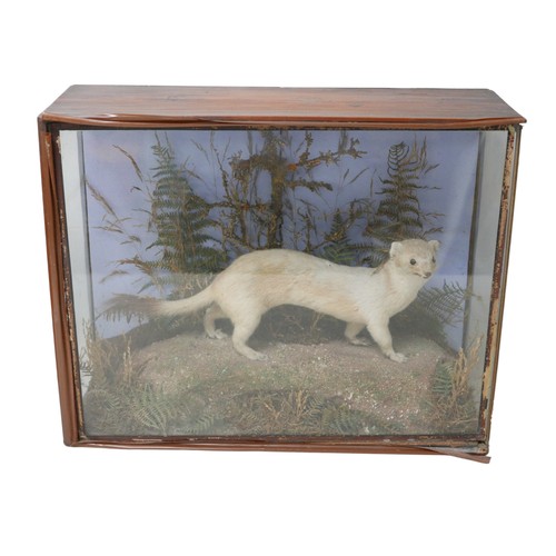 131 - Three pieces of taxidermy, comprising a cased stoat, 44.5 by 16.5 by 34.5cm high a cased pheasant wi... 