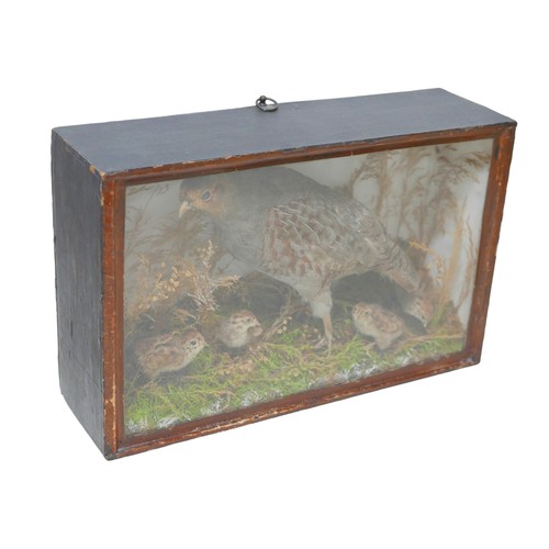 131 - Three pieces of taxidermy, comprising a cased stoat, 44.5 by 16.5 by 34.5cm high a cased pheasant wi... 