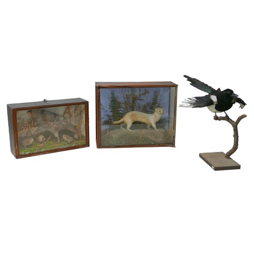 131 - Three pieces of taxidermy, comprising a cased stoat, 44.5 by 16.5 by 34.5cm high a cased pheasant wi... 