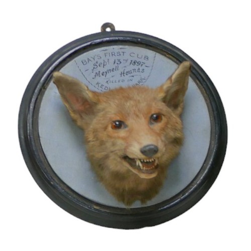 128 - A Victorian Taxidermy fox mask, with wooden shield mount, and handwritten title 