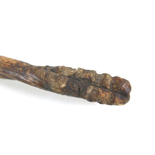 9 - A native sinew club with weighted end, 44cm in length.