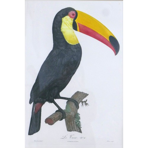 392 - After Jacques Barraband (French 1767-1809) two coloured engravings of Two Toucans, Le Coco no6 and L... 