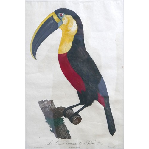 392 - After Jacques Barraband (French 1767-1809) two coloured engravings of Two Toucans, Le Coco no6 and L... 