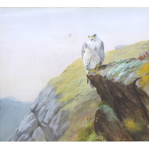 461 - David Morrison Henry (1919-1977) watercolour of  a Gyrfalcon or Greenland Falcon on a rocky outcrop ... 