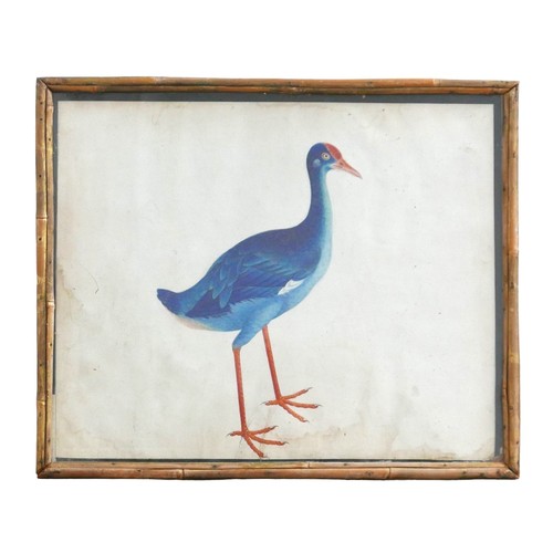 18 - Chinese school (19th century): A purple water hen watercolour, unsigned, 26 by 32cm, glazed and in f... 