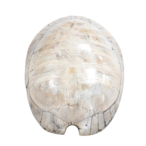 234 - Of Taxidermy and natural history interest: a circa 1900 white turtle shell carapace, 60 by 46 by 16c... 