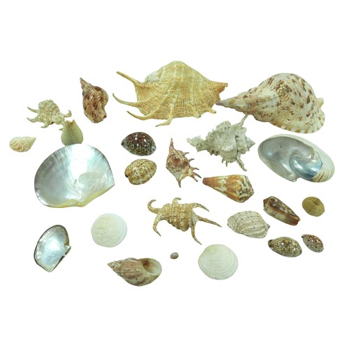 145 - A collection of seashells, including a nautilus shell, a conch shell, together with a blue and white... 