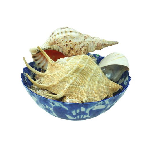 145 - A collection of seashells, including a nautilus shell, a conch shell, together with a blue and white... 