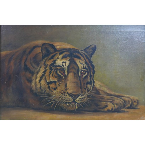 430 - Continental School (20th century): a tiger, unsigned, oil on canvas, 40 by 60cm, in bamboo effect fr... 