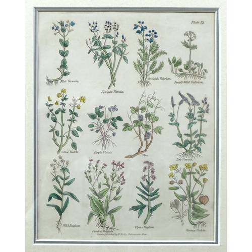 380 - Culpeper's Complete Herbal, 1834, a collection of five hand coloured bookplates, published by T. Kel... 