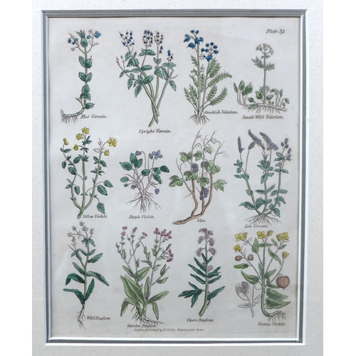 380 - Culpeper's Complete Herbal, 1834, a collection of five hand coloured bookplates, published by T. Kel... 