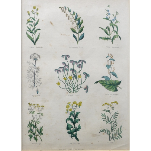 380 - Culpeper's Complete Herbal, 1834, a collection of five hand coloured bookplates, published by T. Kel... 