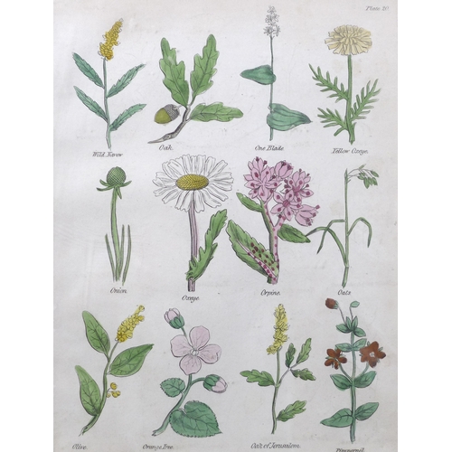 380 - Culpeper's Complete Herbal, 1834, a collection of five hand coloured bookplates, published by T. Kel... 