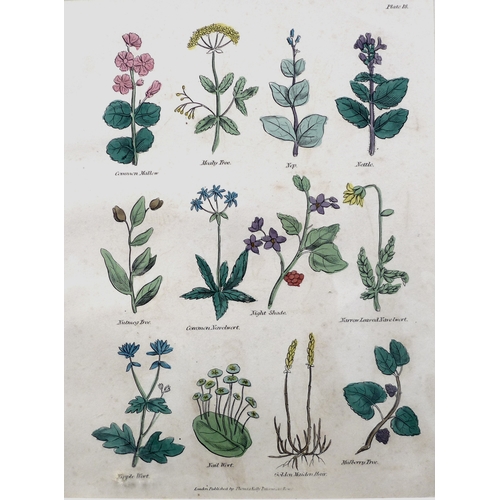 380 - Culpeper's Complete Herbal, 1834, a collection of five hand coloured bookplates, published by T. Kel... 