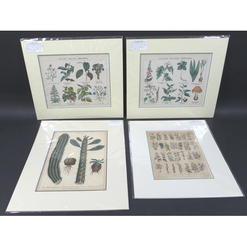 381 - Natural History of the Three Kingdoms, 19th century hand coloured bookplates, numbers 12 and 13, Nox... 