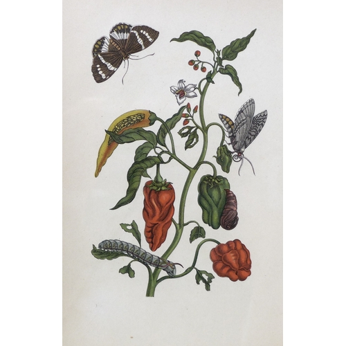 382 - Maria Merian (German, 1647-1717): earliest entomologist to catalogue insects, a group of early 20th ... 