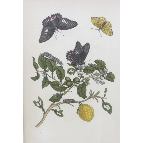 382 - Maria Merian (German, 1647-1717): earliest entomologist to catalogue insects, a group of early 20th ... 