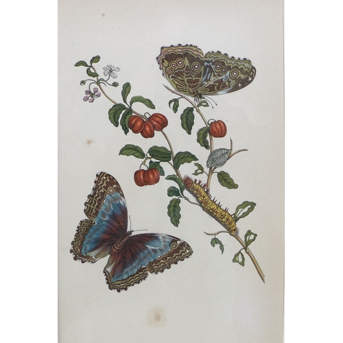 382 - Maria Merian (German, 1647-1717): earliest entomologist to catalogue insects, a group of early 20th ... 