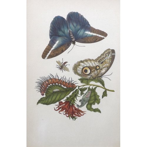 382 - Maria Merian (German, 1647-1717): earliest entomologist to catalogue insects, a group of early 20th ... 