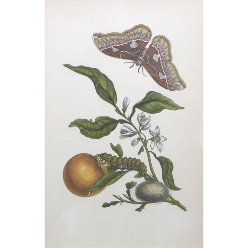 382 - Maria Merian (German, 1647-1717): earliest entomologist to catalogue insects, a group of early 20th ... 