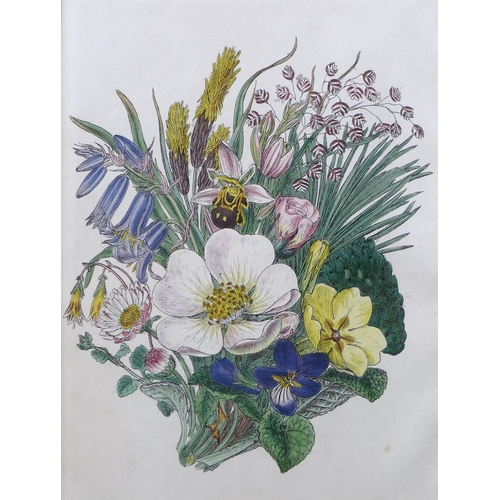 383 - J. Sowerby (British, 1787-1871): hand coloured engraving of spring flowers and a bee, 17 by 13cm, to... 