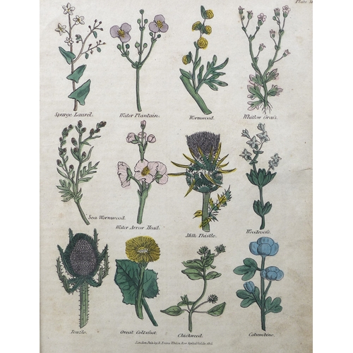 383 - J. Sowerby (British, 1787-1871): hand coloured engraving of spring flowers and a bee, 17 by 13cm, to... 