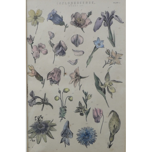 383 - J. Sowerby (British, 1787-1871): hand coloured engraving of spring flowers and a bee, 17 by 13cm, to... 