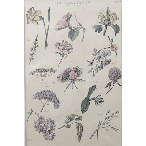 383 - J. Sowerby (British, 1787-1871): hand coloured engraving of spring flowers and a bee, 17 by 13cm, to... 