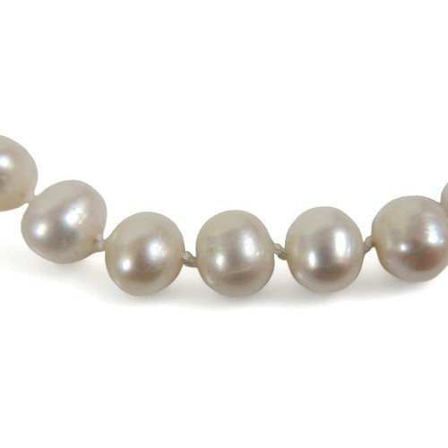 242 - A single string of pearls with an 18ct white gold clasp, 52 cm long, the pearls vary slightly in siz... 