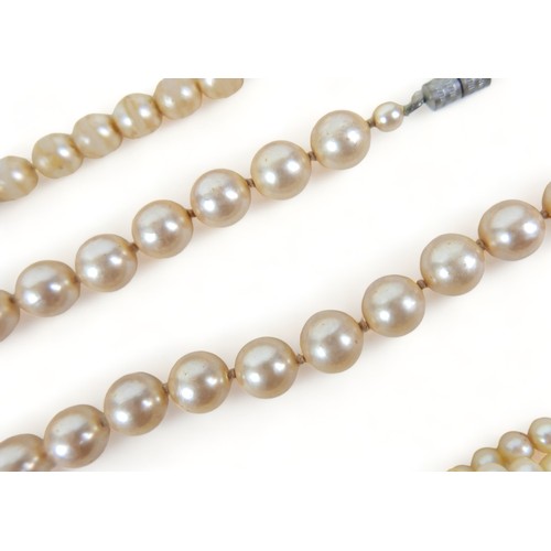 310 - A two-strand set of graduated pearls, the clasp set with a single diamond, the pearls ranging in siz... 