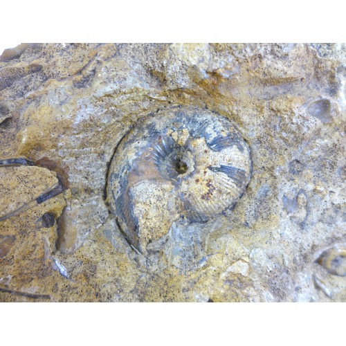 137 - WITHDRAWN An interesting collection of fossils and rocks, including a prepared Trilobite, Enchodus j... 