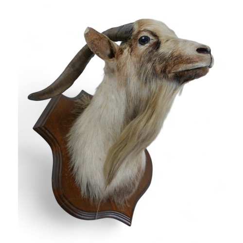 130A - A taxidermy goat's head on a wooden shield, 52cm by 51cm by 56cm.