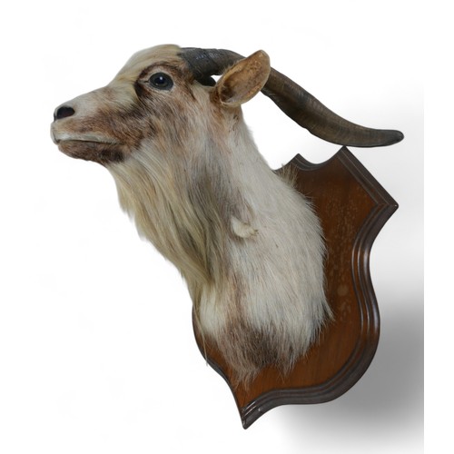 130A - A taxidermy goat's head on a wooden shield, 52cm by 51cm by 56cm.