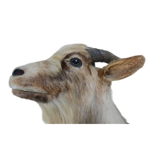 130A - A taxidermy goat's head on a wooden shield, 52cm by 51cm by 56cm.